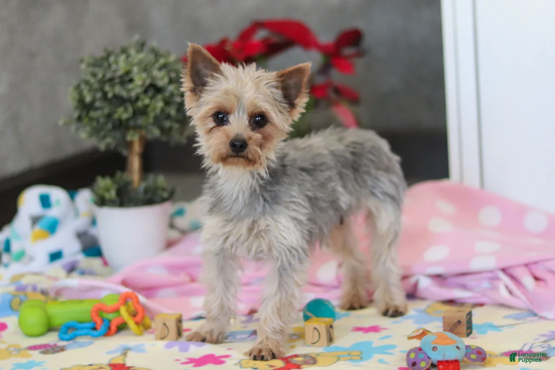 Yorkshire Terrier dogs for sale: Jonah - Ad 8