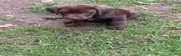 Labrador Retriever dogs for sale: Gray collar  - Ad 1