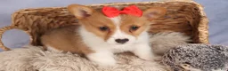 Welsh Corgi Pembroke dogs for sale:  Brusier 🐶 - Ad 13