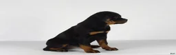 Rottweiler dogs for sale: Rottweiler Puppy 7 - Ad 4