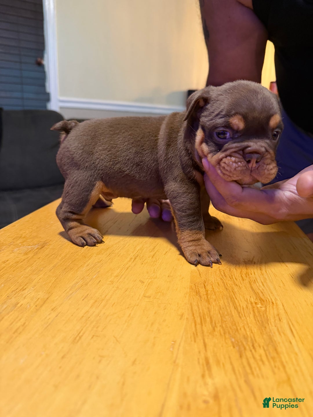English Bulldog dogs for sale: Khal Drogo - Ad 3