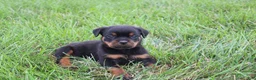 Rottweiler dogs for sale: Brock - Ad 9