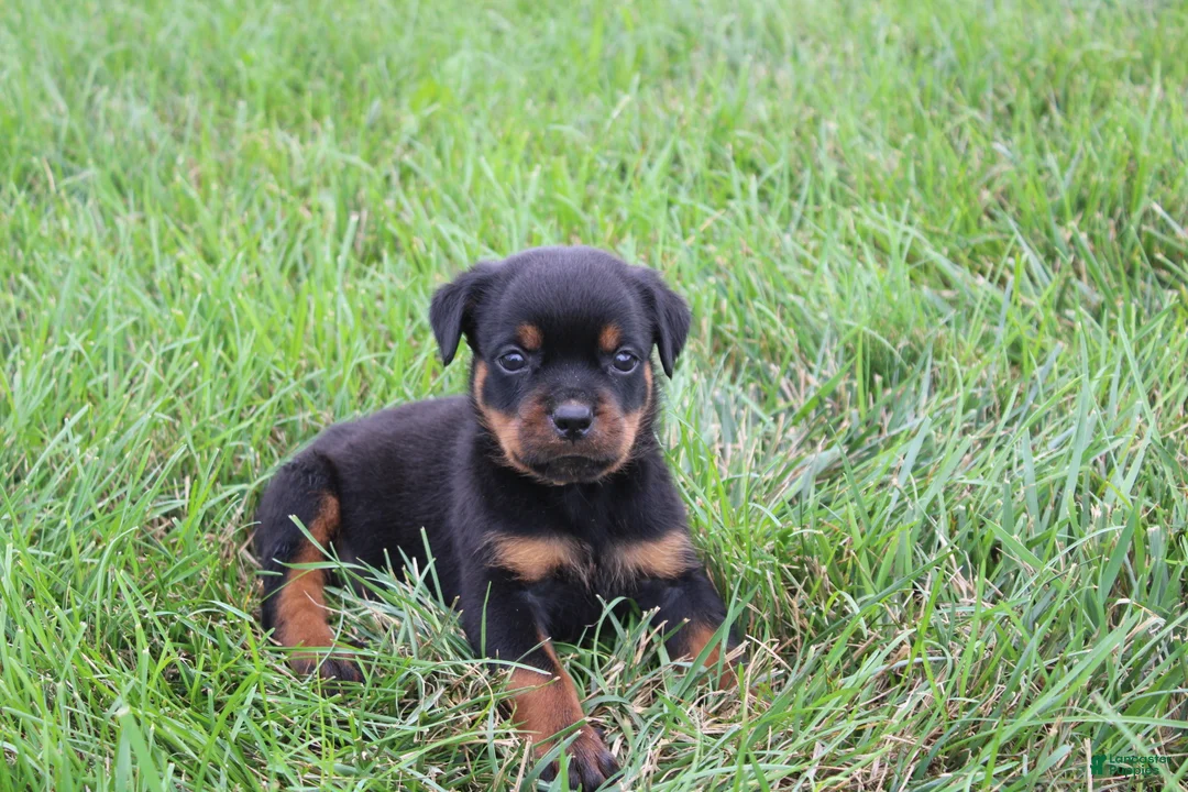 Rottweiler dogs for sale: Brock - Ad 9