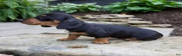 Miniature Dachshund dogs for sale: Grady - Ad 6
