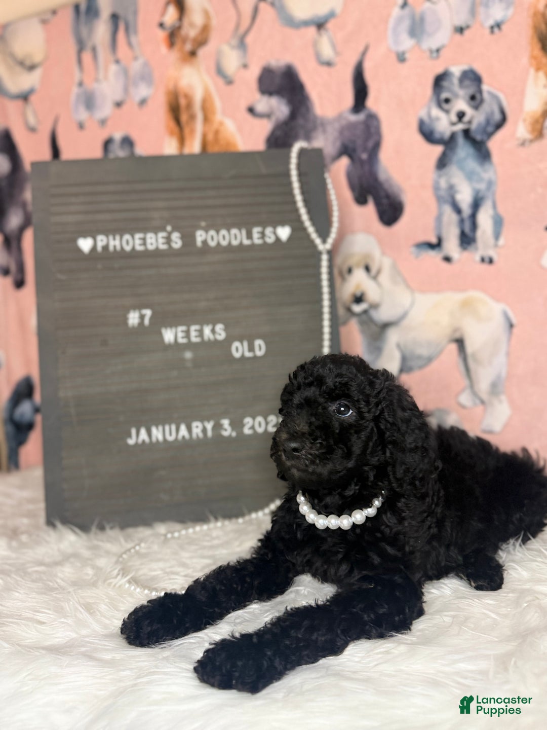 Standard Poodle dogs for sale: Standard Poodle Puppy 5 - Ad 4