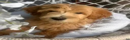Goldendoodle dogs for sale: Goldendoodle 2 - Ad 1