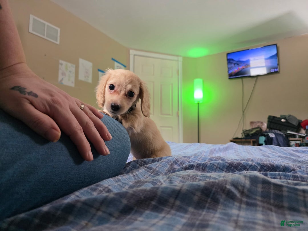 Miniature Dachshund dogs for sale: Luigi - Ad 6