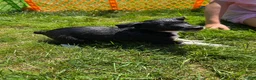 Rat Terrier dogs for sale: Abe - Ad 11