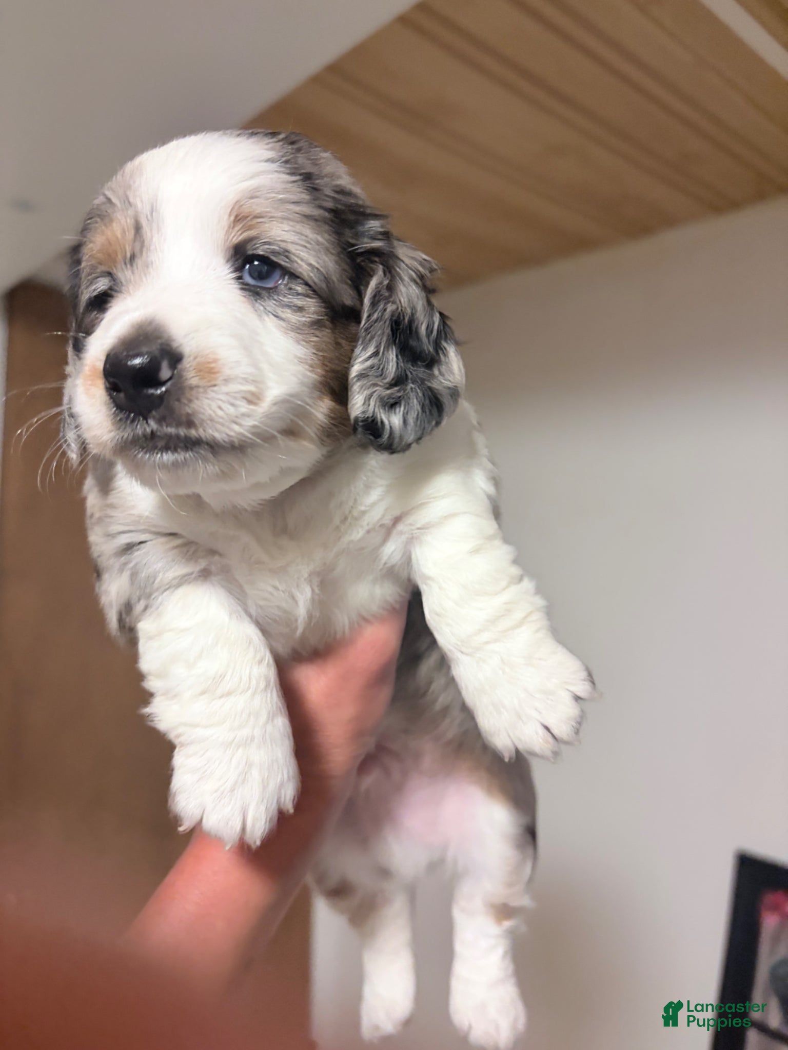 Dachshund dogs Dachshund Puppy 2 - Ad 1