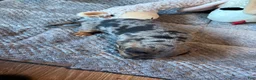 Dachshund dogs for sale: Dachshund 2 - Ad 4
