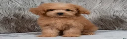Mini Goldendoodle dogs for sale: Lily ID: 3854 - Ad 9