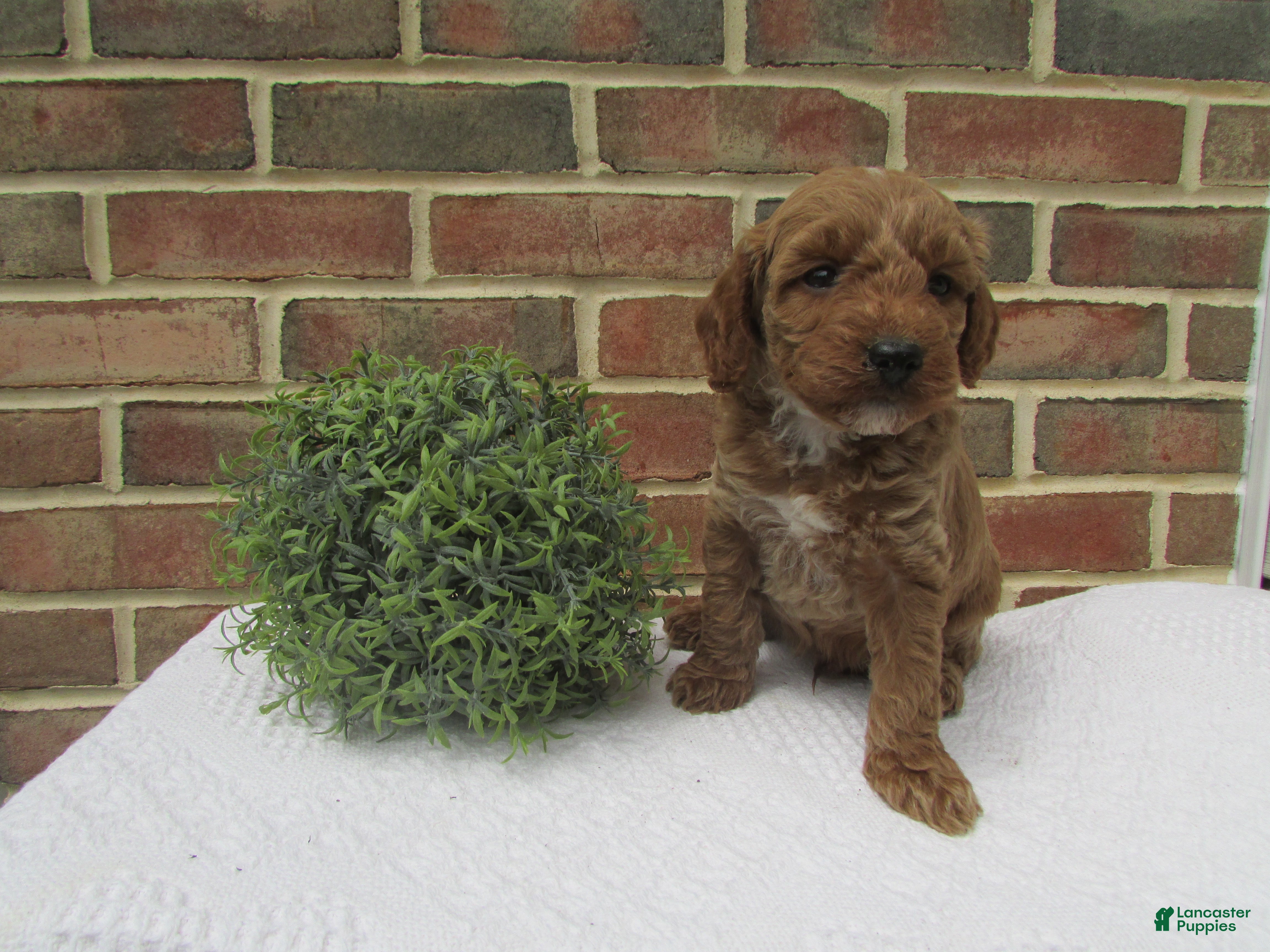 Mini Goldendoodle dogs Rover - Ad 2