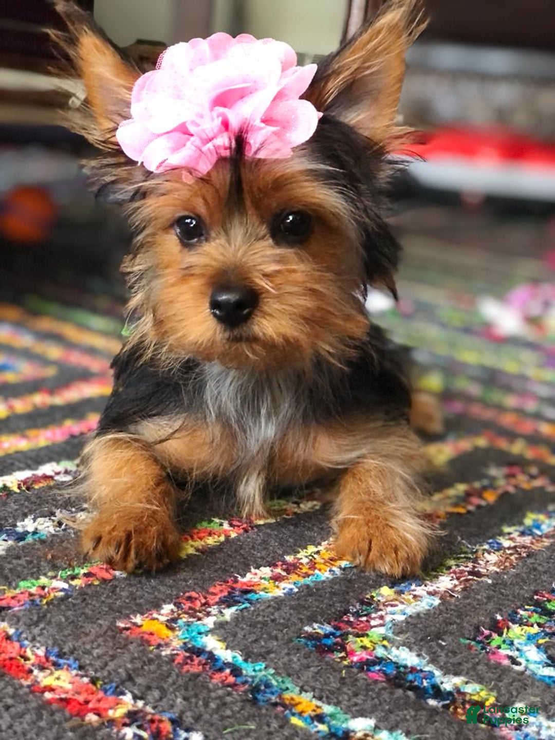 Gallery Image {{count}}