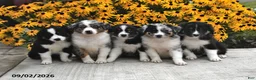 Australian Shepherd dogs for sale: Jewel - Ad 5