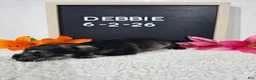 Miniature Schnauzer dogs for sale: Debbie - Ad 10