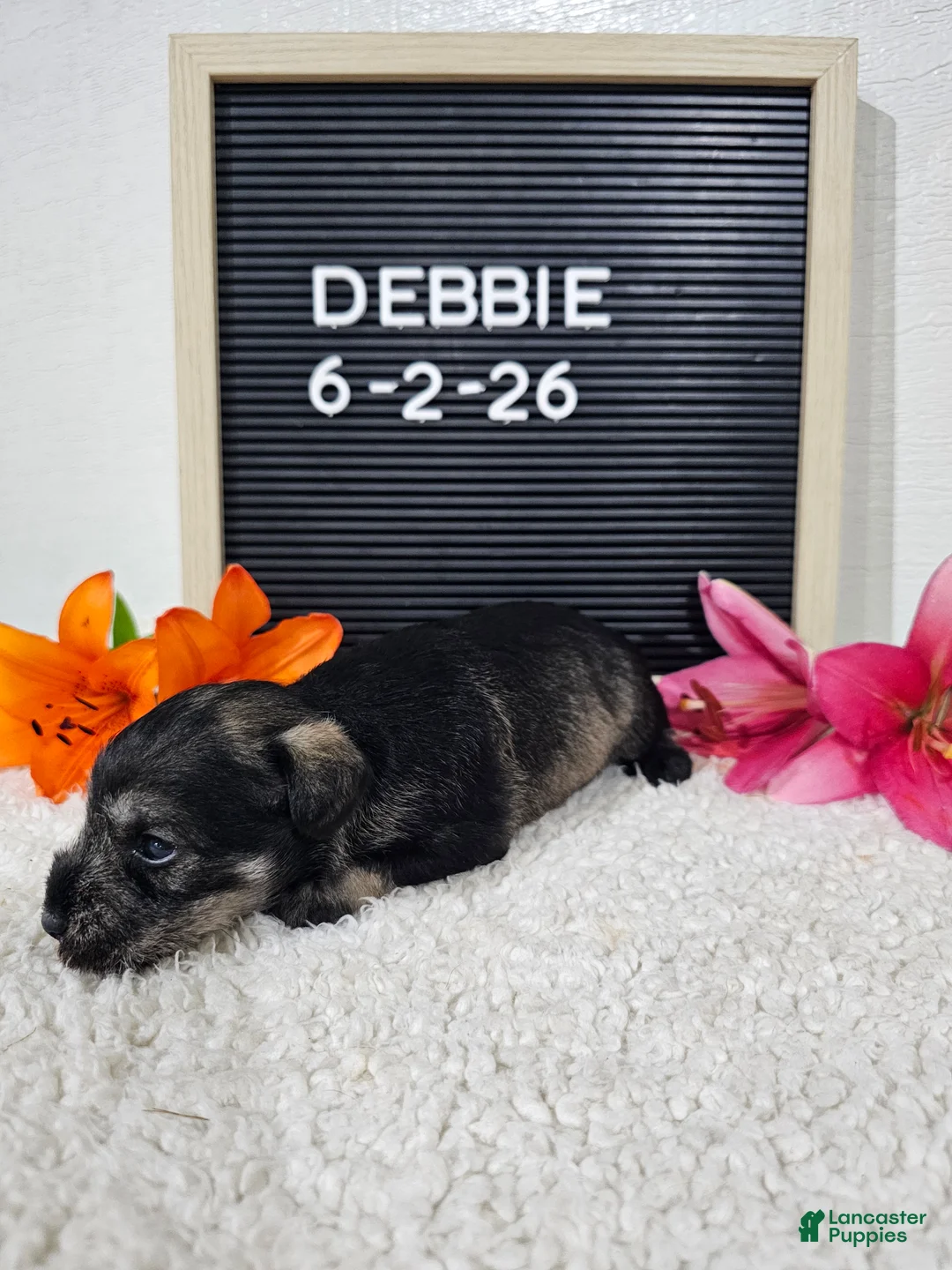 Miniature Schnauzer dogs for sale: Debbie - Ad 10