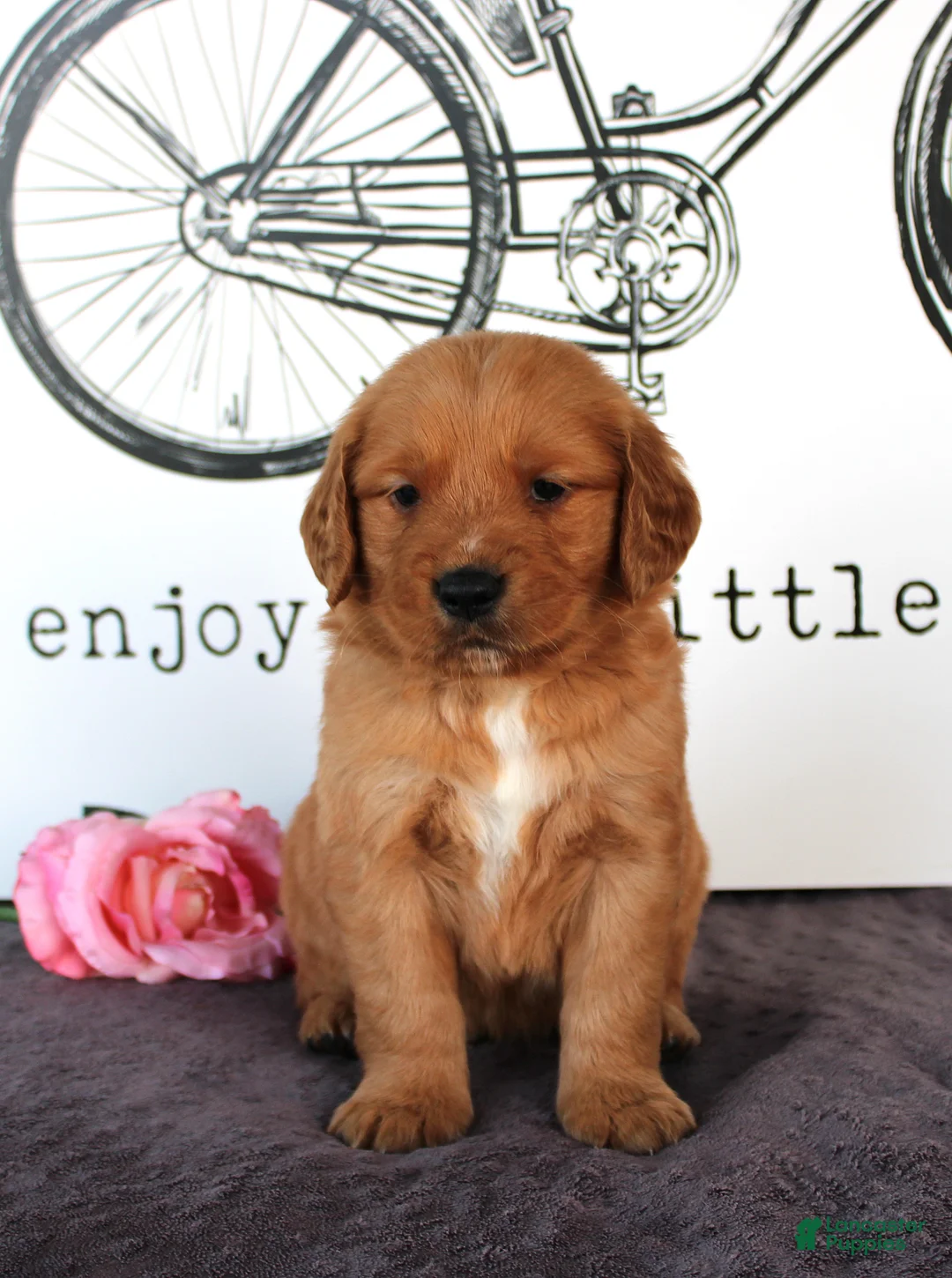 Golden Retriever dogs for sale: Cooper - Ad 1