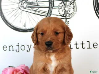 Golden Retriever dogs for sale: Cooper - Ad 4