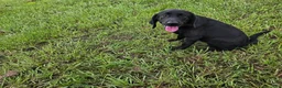 Labrador Retriever dogs for sale: Luna  - Ad 5