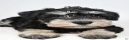 Miniature Schnauzer dogs for sale: Eddy - Ad 5