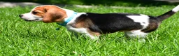 Beagle dogs for sale: Biscuit - Ad 7