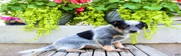 Australian Cattle Dog dogs for sale: Snickers  - Ad 7