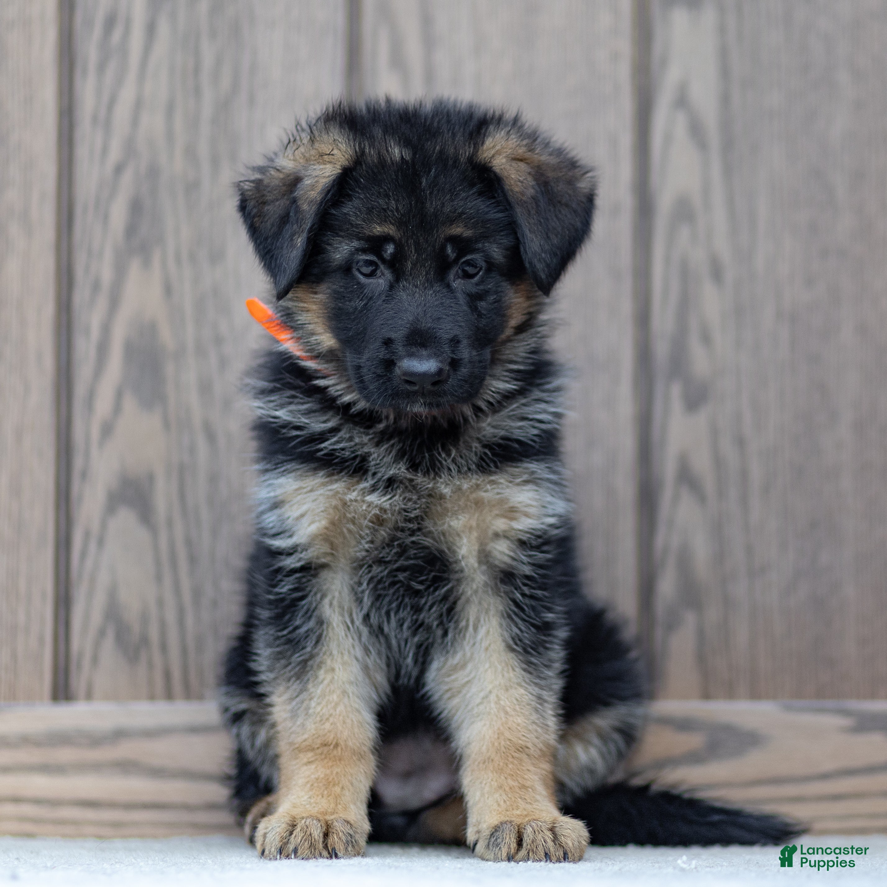 German Shepherd dogs Zara - Ad 1