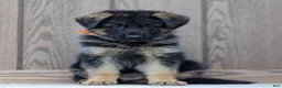 German Shepherd dogs for sale: Zara - Ad 1