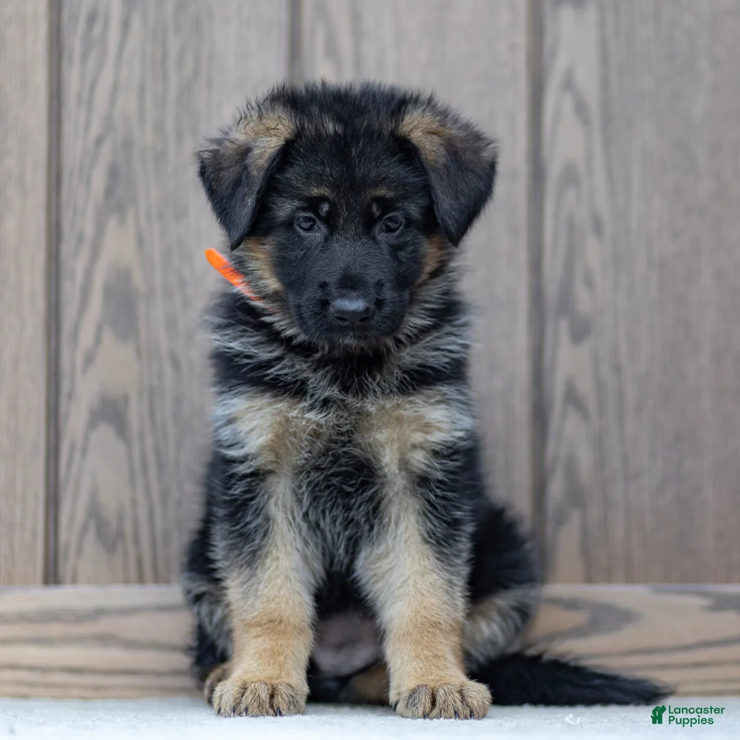 German Shepherd dogs for sale: Zara - Ad 1