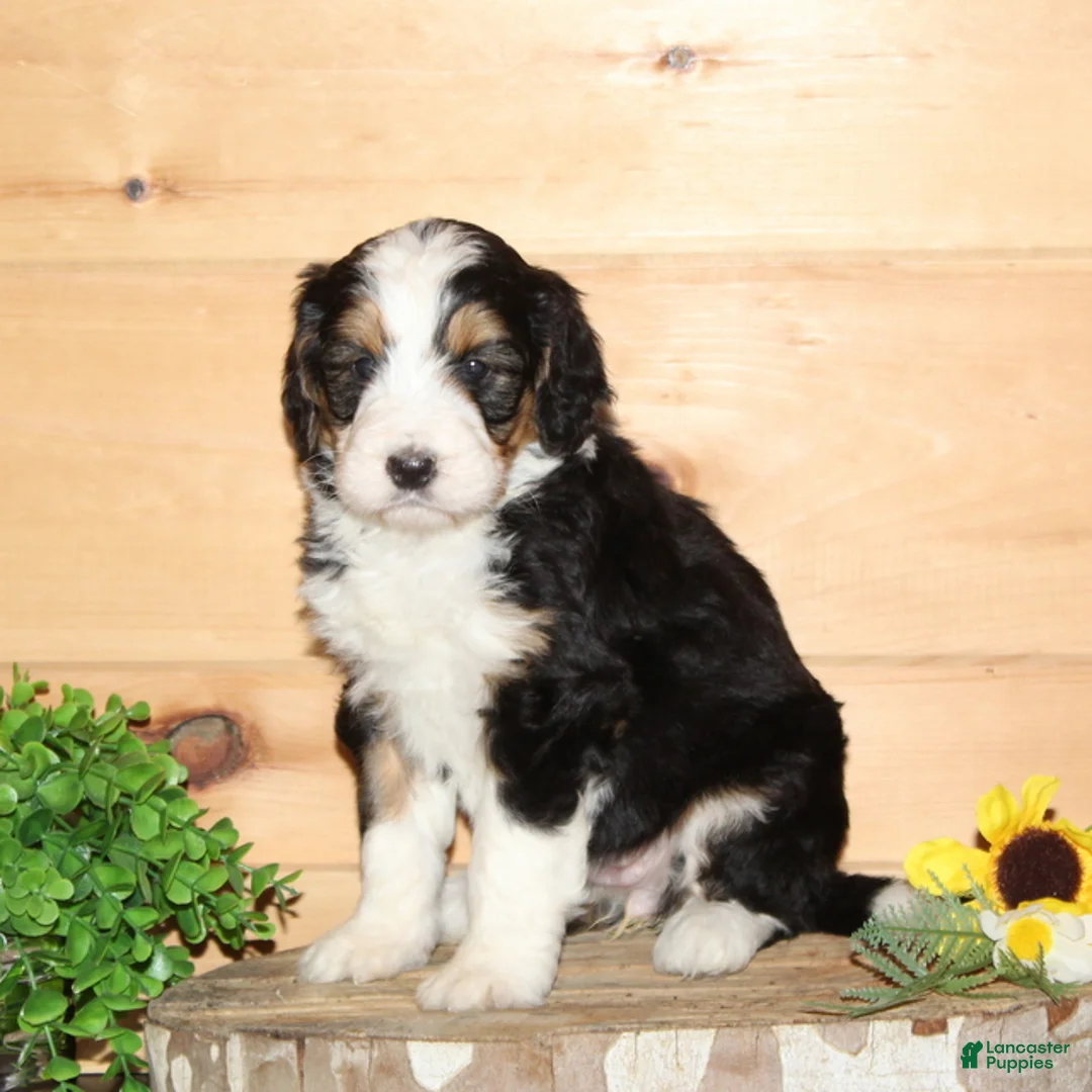 Bernedoodle dogs for sale: Purple - F1 - Ad 1