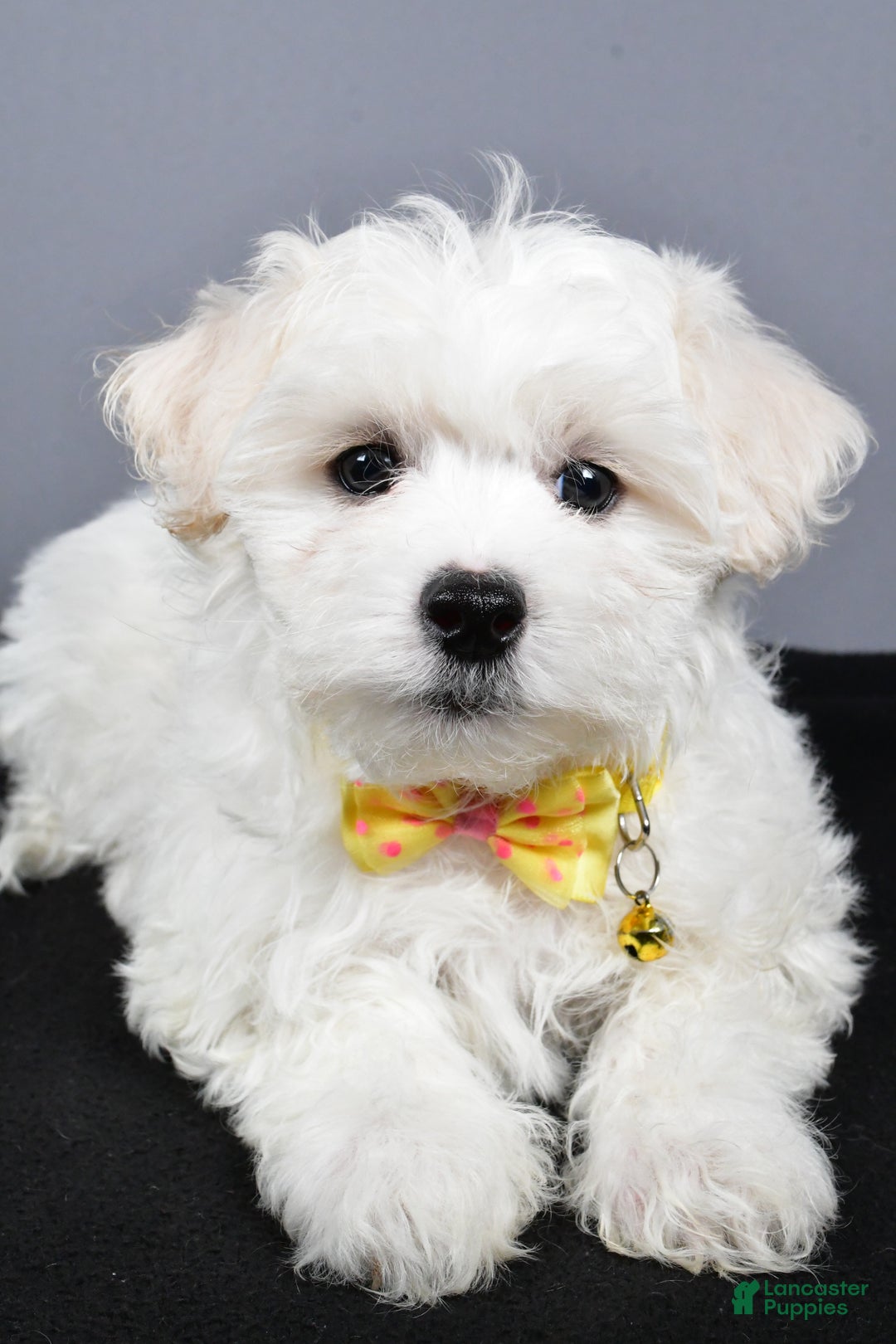 Maltipoo dogs for sale: Lennie - Ad 4