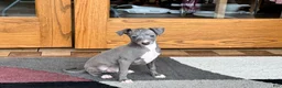 Italian Greyhound dogs for sale: Cj - Ad 6