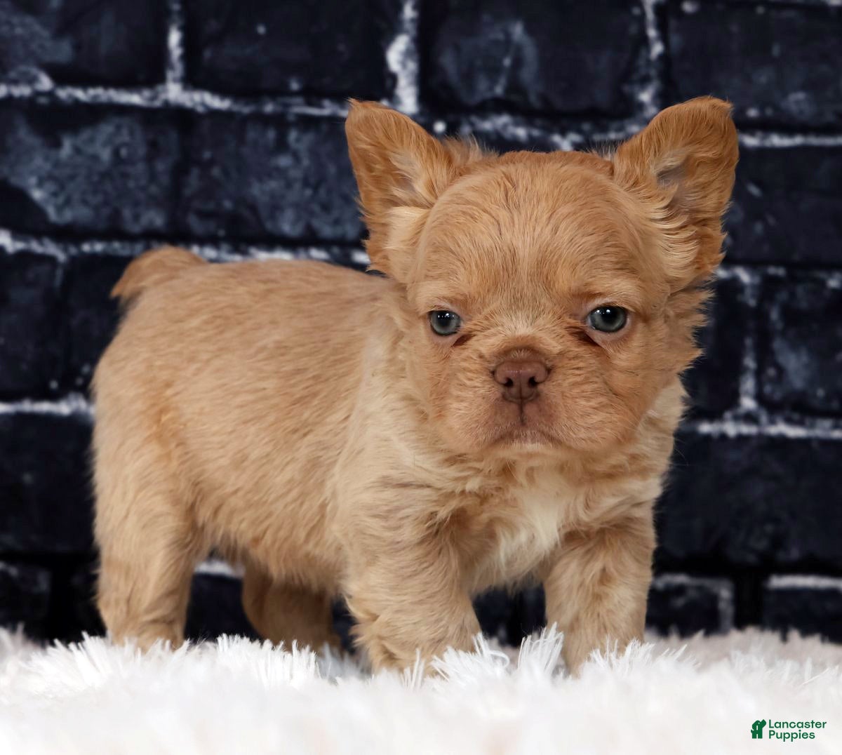 French Bulldog dogs Jackson - Ad 1