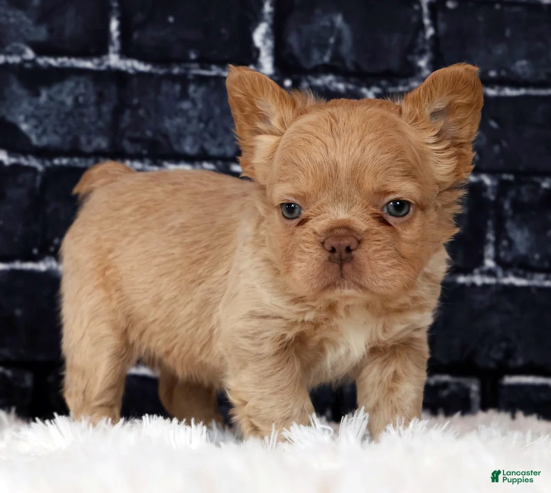 French Bulldog dogs for sale: Jackson - Ad 1