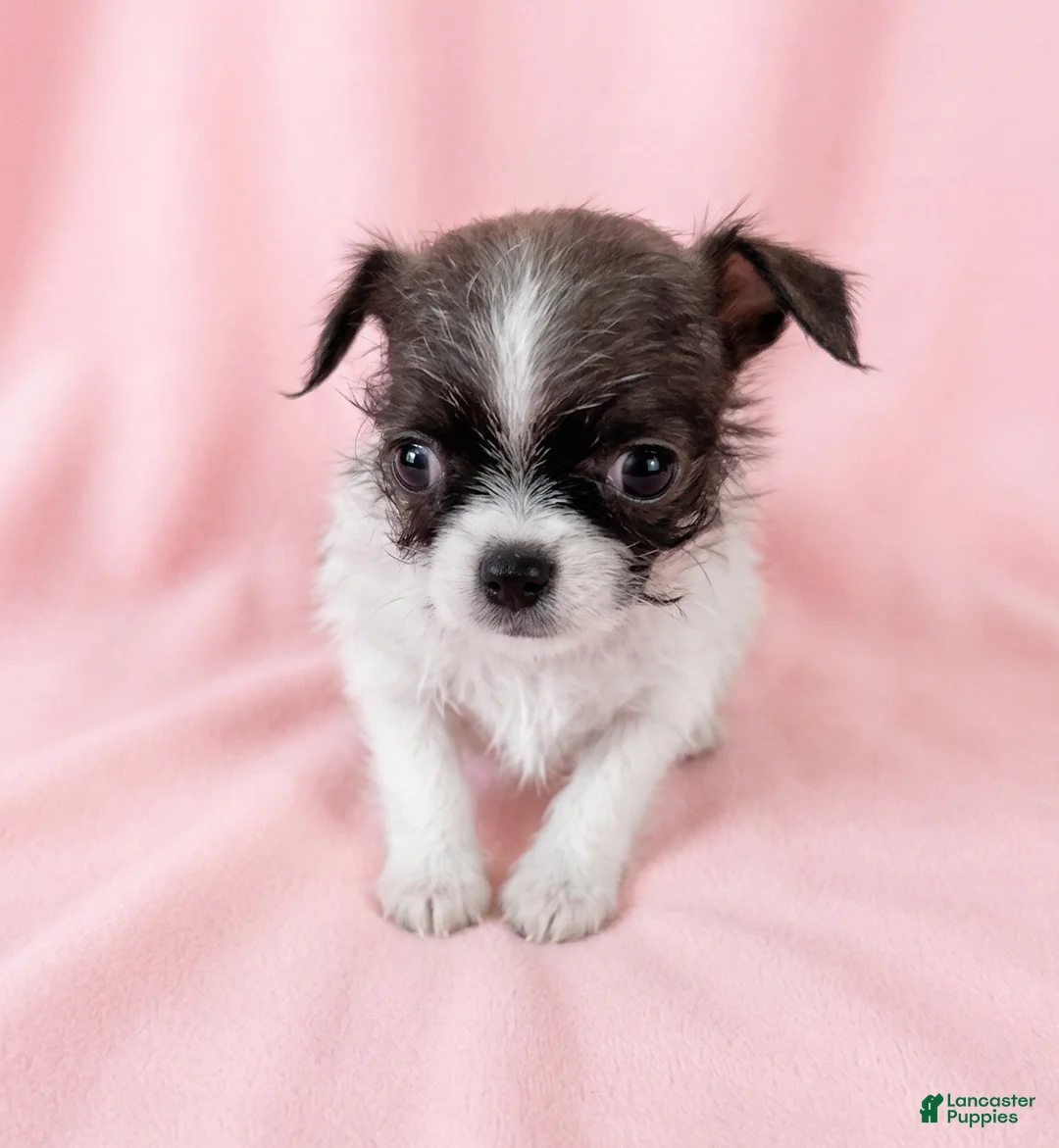 Mixed Breed dogs for sale: Penny - Ad 1