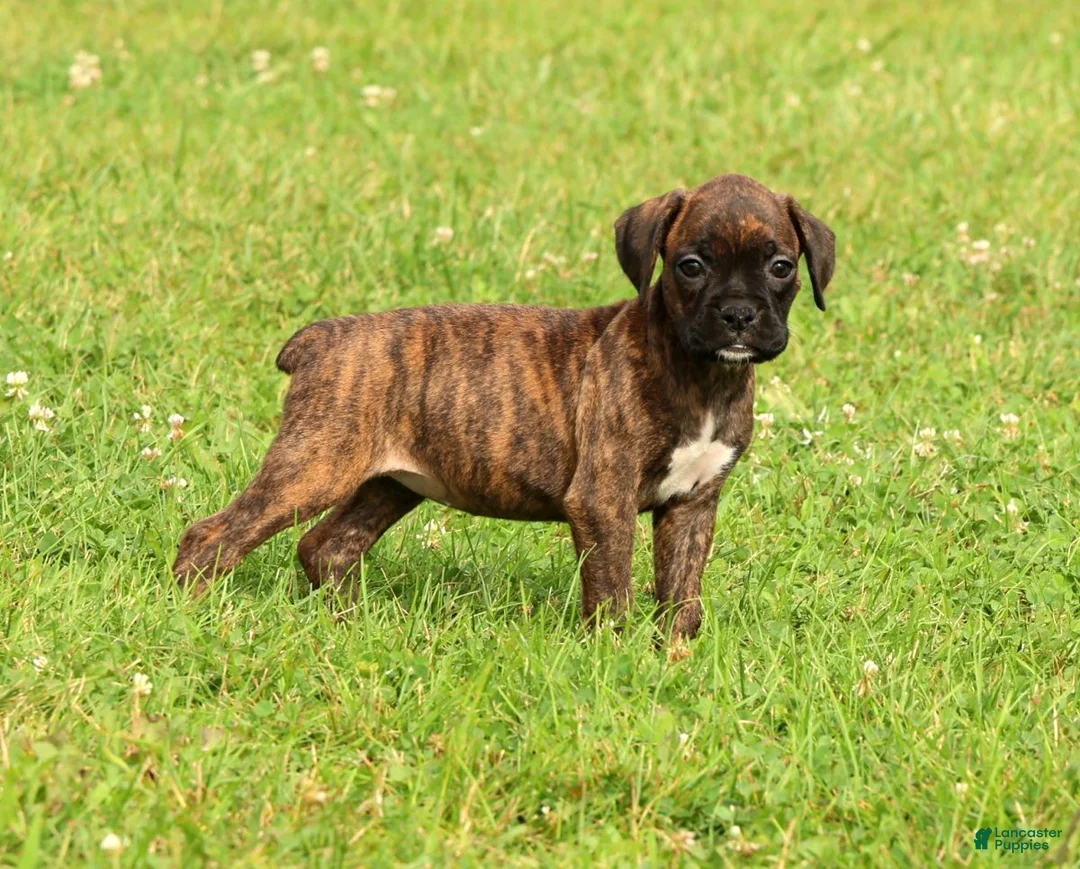 Boxer dogs for sale: Shadow - Ad 1