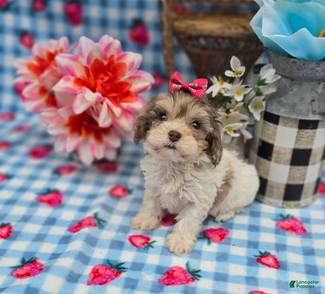 Maltipoo dogs for sale: Indigo - Ad 1