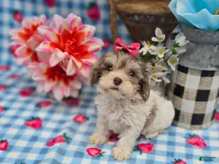 Maltipoo dogs Indigo - Ad 7
