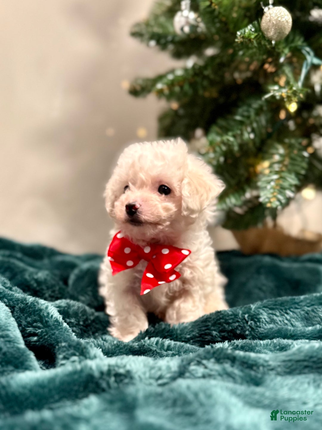 Bichon Frise dogs for sale: Cody ACA - Ad 3