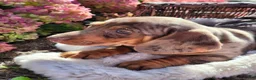 Miniature Dachshund dogs for sale: Murphy  - Ad 17