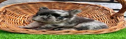 French Bulldog dogs for sale: Turbo - Ad 3