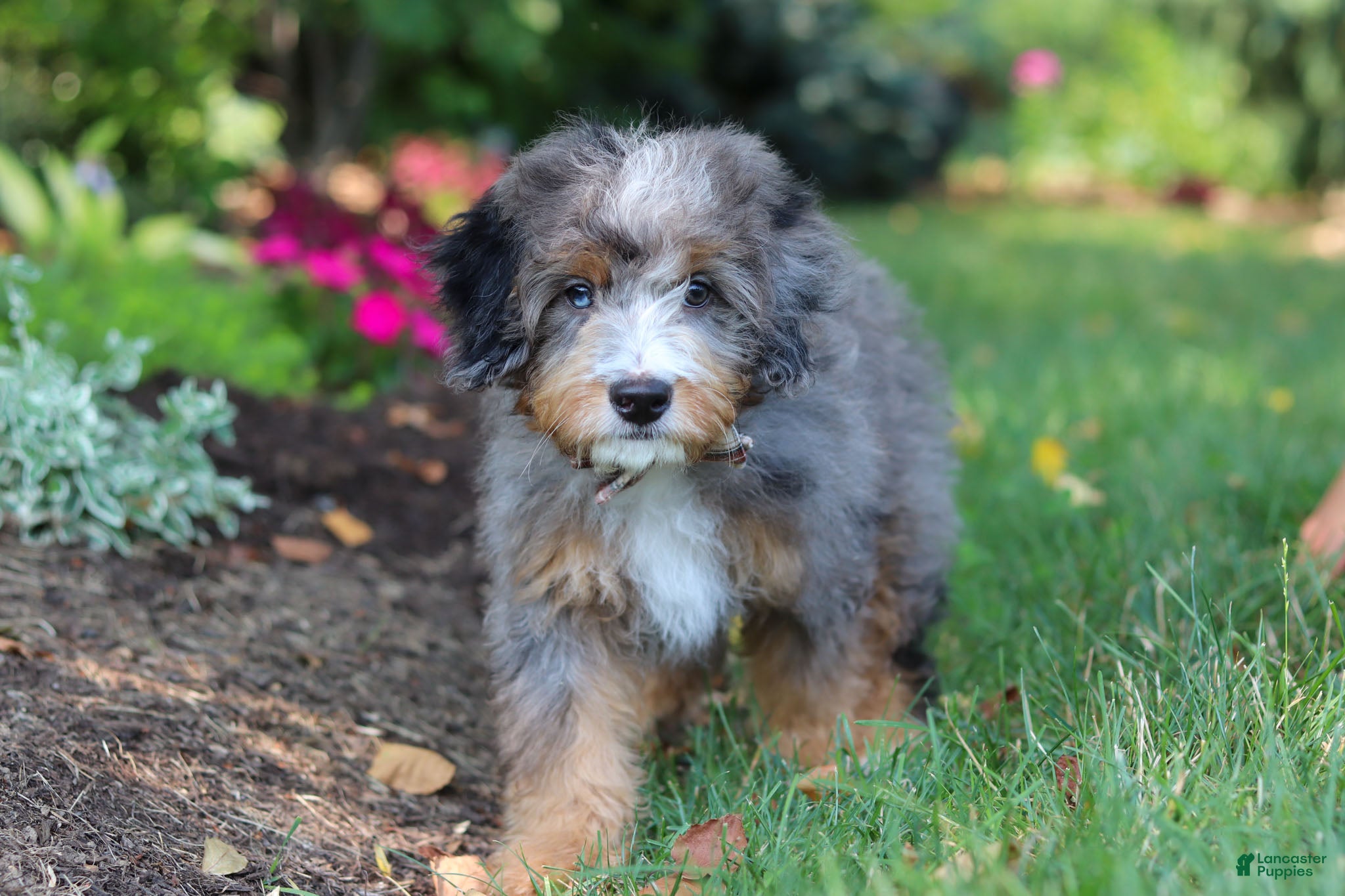 Mini Bernedoodle dogs Teddy - Ad 2