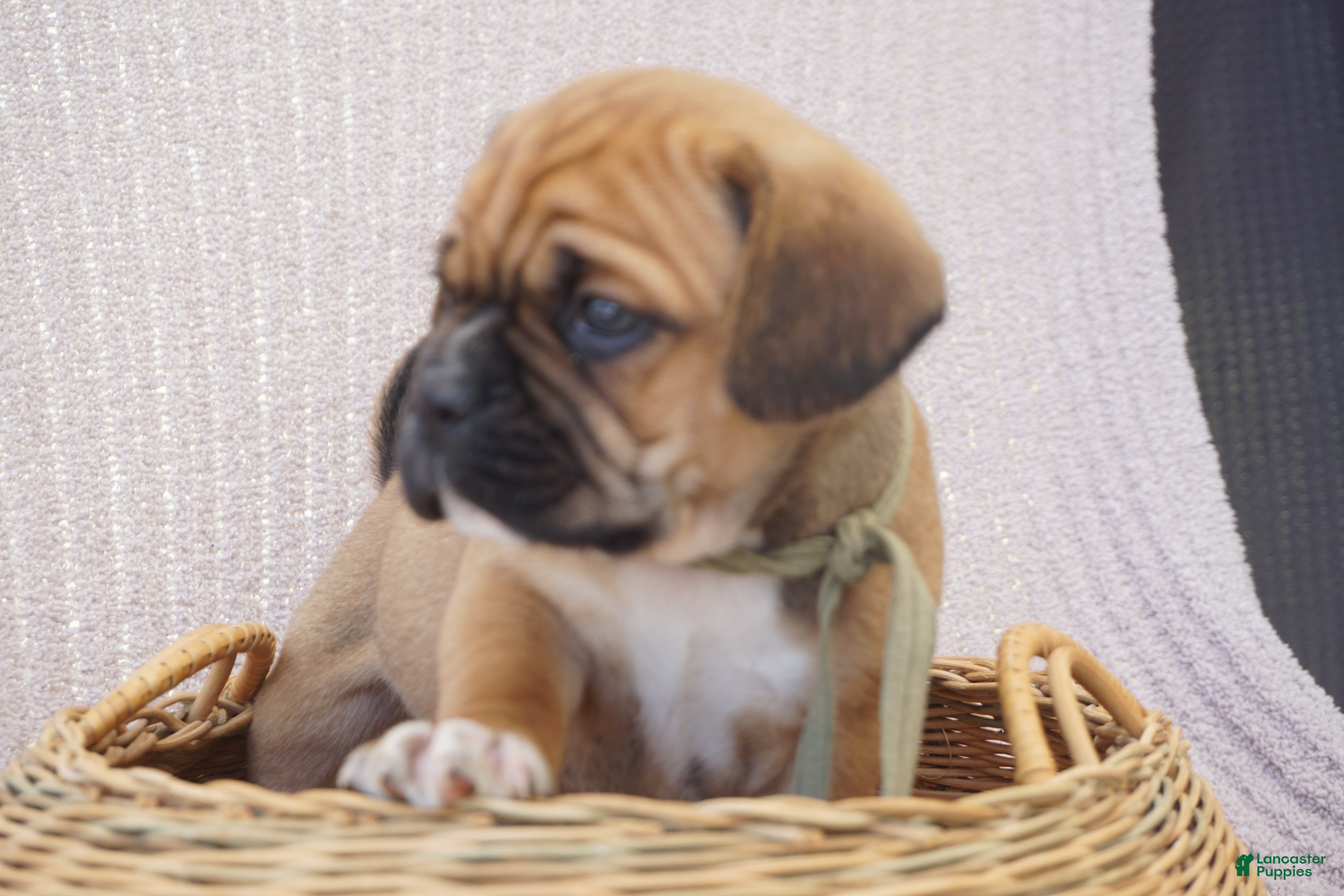 Puggle dogs Aker - Ad 2