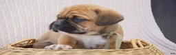 Puggle dogs for sale: Aker - Ad 2
