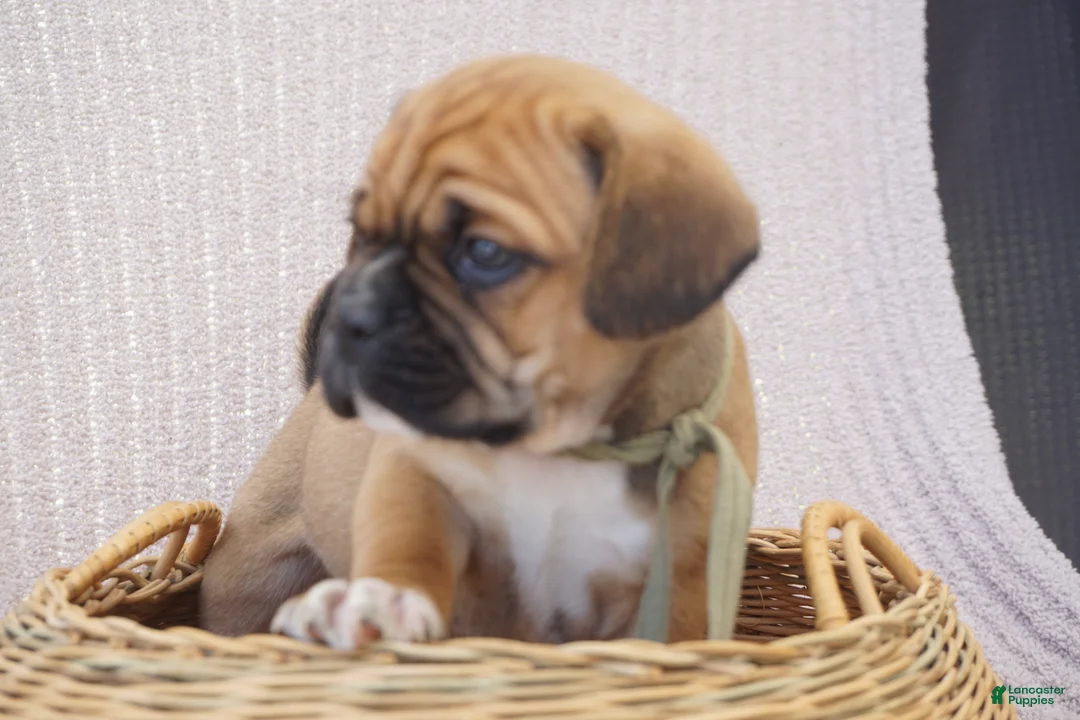 Puggle dogs for sale: Aker - Ad 2