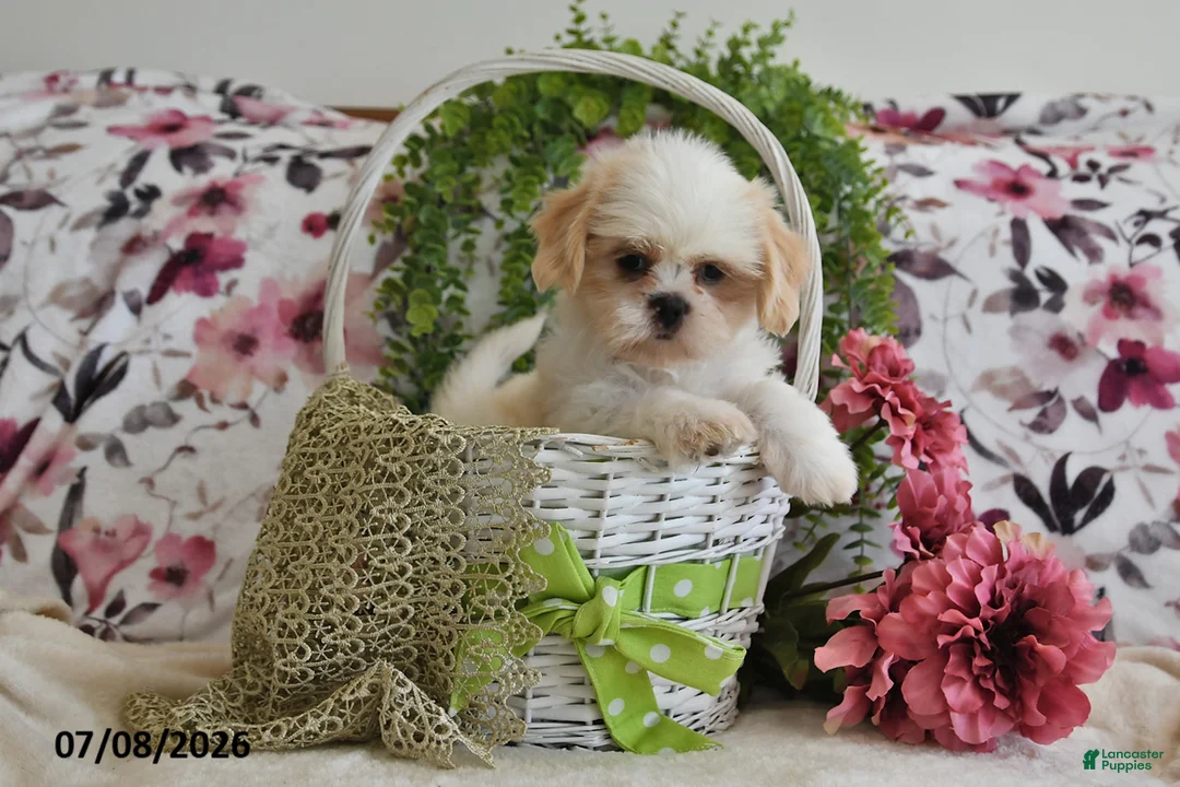 Shih Tzu dogs for sale: Mac - Ad 2
