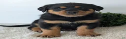 Mixed Breed dogs for sale: Rufus - Ad 8
