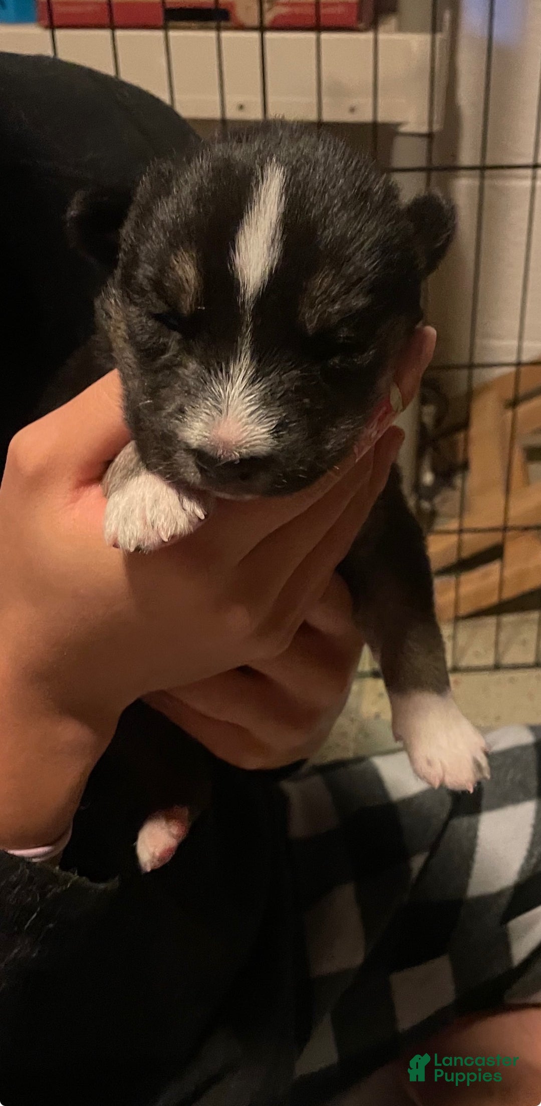 Gerberian Shepsky dogs for sale: Gerberian Shepsky Puppy 2 - Ad 1