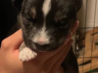 Gerberian Shepsky dogs Gerberian Shepsky Puppy 2 - Ad 16