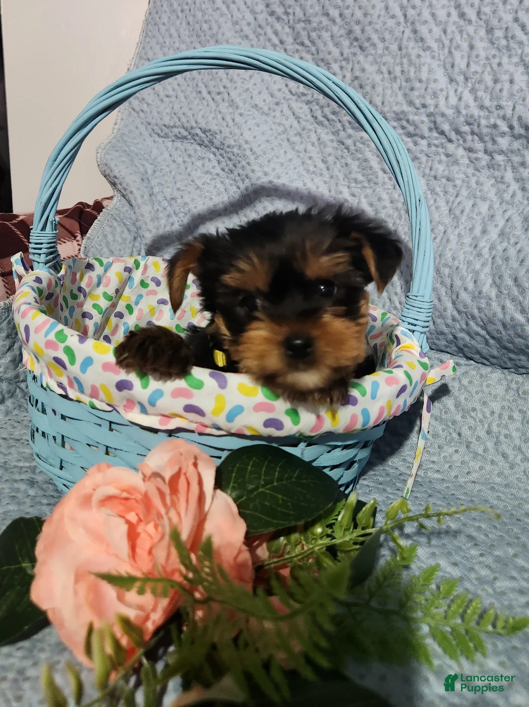 Yorkshire Terrier dogs for sale: Sunny - Ad 3
